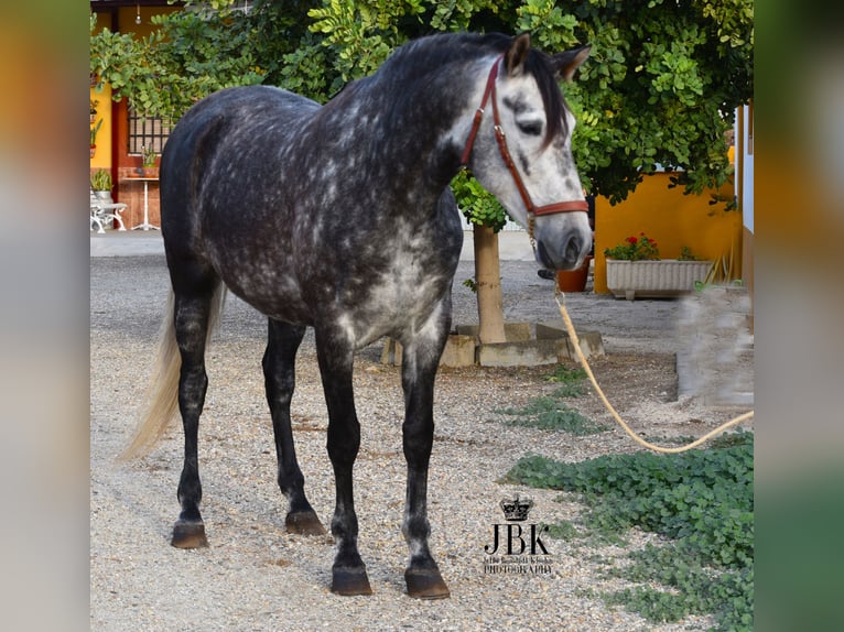 PRE Mix Giumenta 6 Anni 168 cm Grigio pezzato in Tabernas Almeria