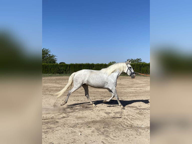 PRE Mix Giumenta 6 Anni 170 cm Grigio in Cañada