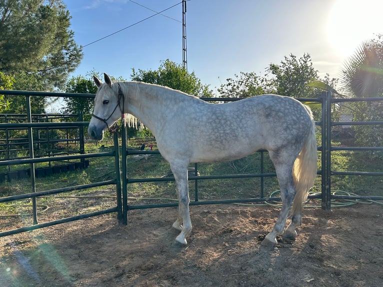 PRE Giumenta 6 Anni 170 cm Grigio in La Viñuela