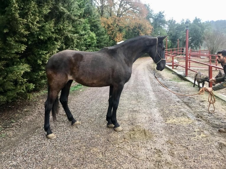 PRE Giumenta 6 Anni 170 cm Morello in Galaroza (Hueva)