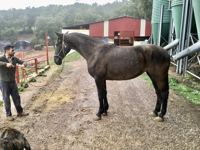 PRE Giumenta 6 Anni 170 cm Morello in Galaroza (Hueva)