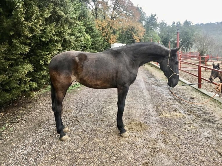 PRE Giumenta 6 Anni 170 cm Morello in Galaroza (Hueva)