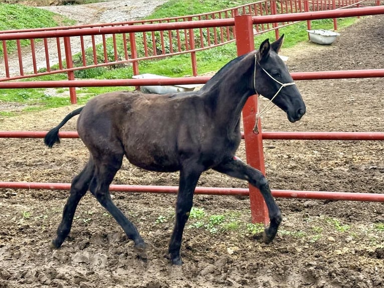 PRE Giumenta 6 Anni 170 cm Morello in Galaroza (Hueva)