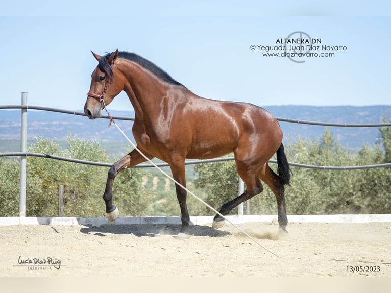 PRE Giumenta 6 Anni 177 cm Baio in Arjona