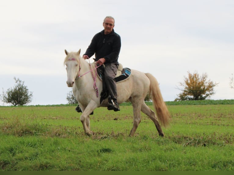 PRE Mix Giumenta 7 Anni 147 cm Cremello in Gemmerich