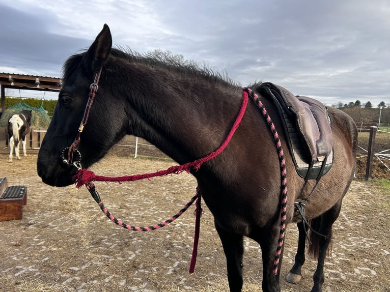 PRE Giumenta 7 Anni 150 cm Morello in Ballenstedt