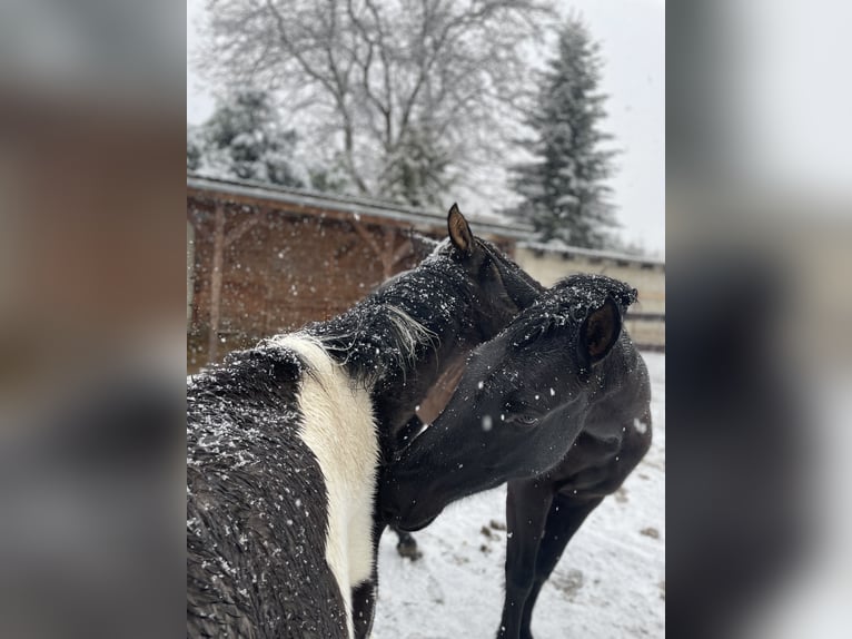 PRE Giumenta 7 Anni 150 cm Morello in Ballenstedt