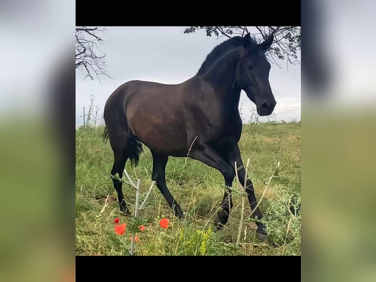 PRE Giumenta 7 Anni 150 cm Morello in Ballenstedt