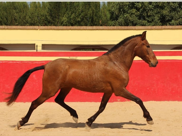 PRE Giumenta 7 Anni 154 cm Baio in Valencia