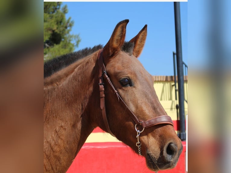 PRE Giumenta 7 Anni 154 cm Baio in Valencia