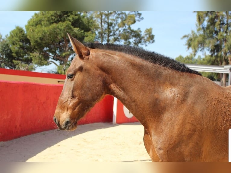 PRE Giumenta 7 Anni 154 cm Baio in Valencia