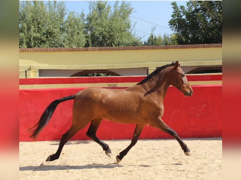 PRE Giumenta 7 Anni 154 cm Baio in Valencia