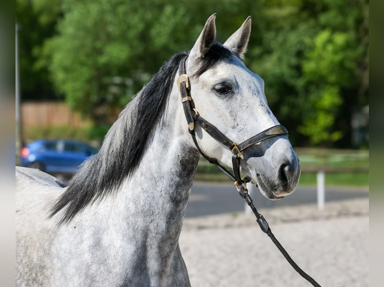PRE Mix Giumenta 7 Anni 155 cm Grigio in Neustadt (Wied)