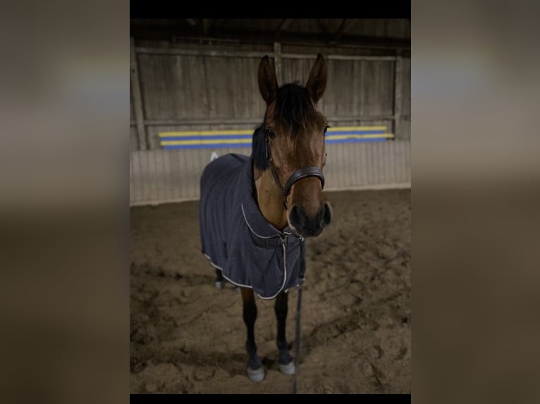 PRE Giumenta 7 Anni 156 cm Baio in Lutzhorn