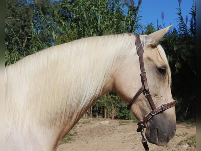 PRE Giumenta 7 Anni 157 cm Palomino in Pedret i Marzá
