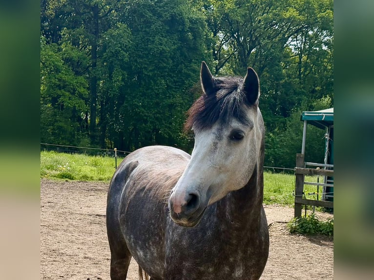 PRE Giumenta 7 Anni 158 cm Grigio ferro in Bottrop