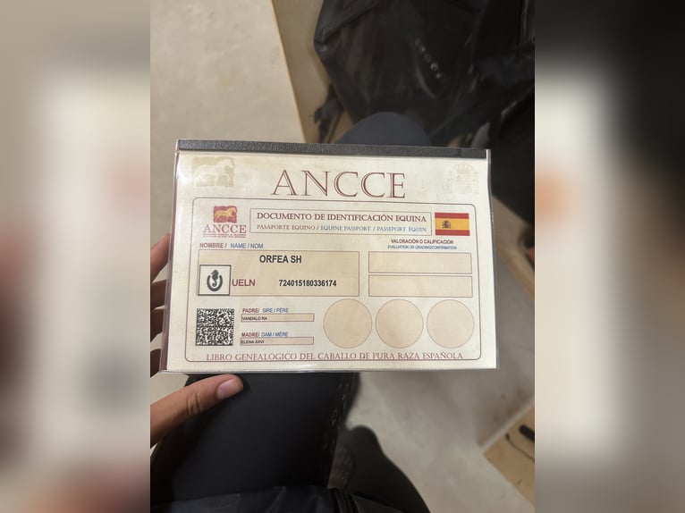 PRE Mix Giumenta 7 Anni 159 cm Pelle di daino in K&#xFC;nzing