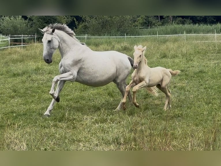 PRE Giumenta 7 Anni 160 cm Grigio trotinato in Antdorf