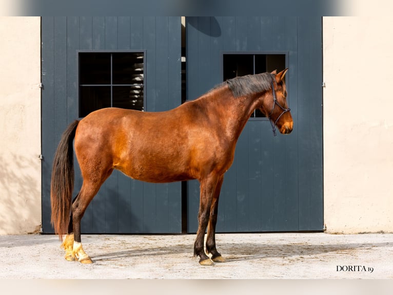 PRE Giumenta 7 Anni 161 cm Baio scuro in Argentona