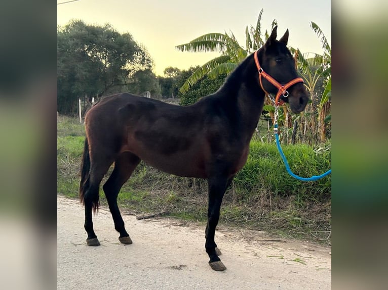 PRE Mix Giumenta 7 Anni 161 cm Morello in Vejer de la Frontera