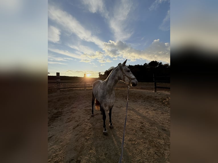 PRE Mix Giumenta 7 Anni 162 cm Grigio in Pedrinya (Ajuntament Crespia)