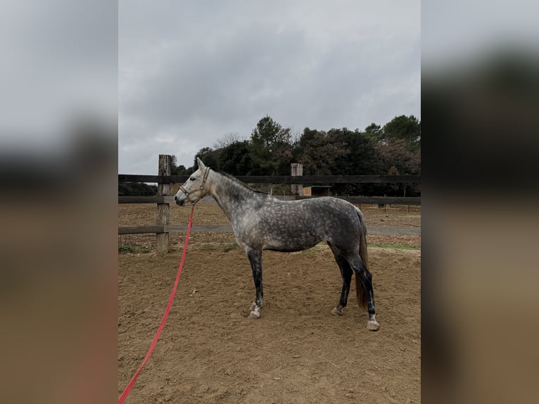 PRE Mix Giumenta 7 Anni 162 cm Grigio in Pedrinya (Ajuntament Crespia)