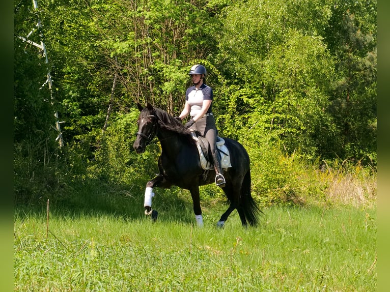 PRE Mix Giumenta 7 Anni 162 cm Morello in Neustadt (Wied)