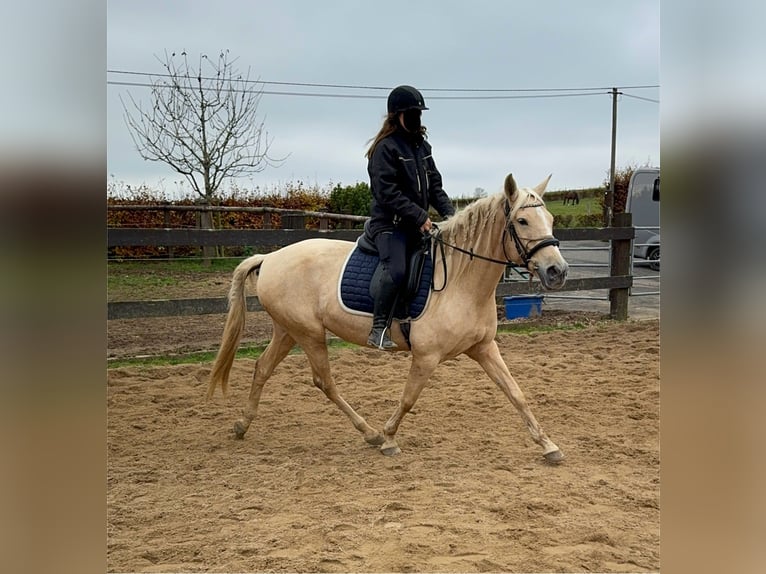 PRE Mix Giumenta 7 Anni 162 cm Palomino in Daleiden