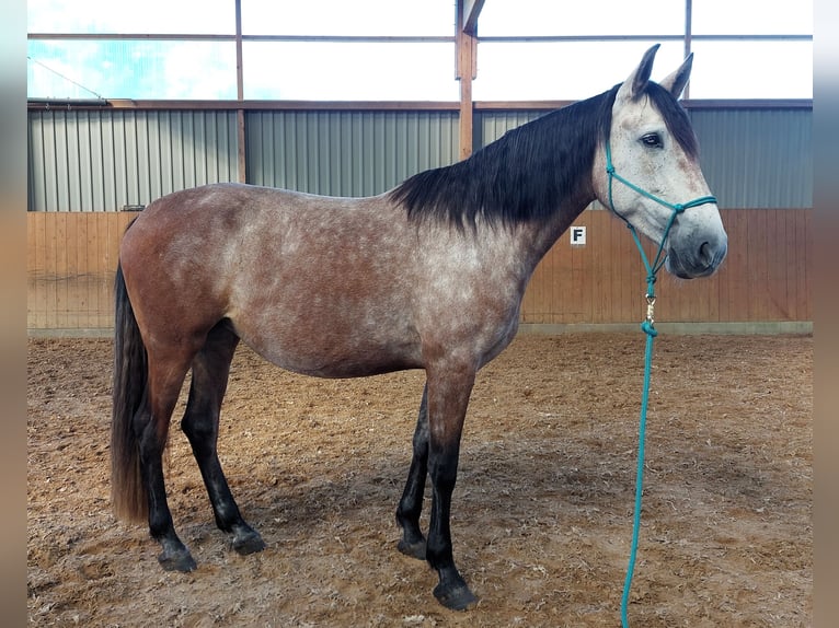 PRE Mix Giumenta 7 Anni 163 cm Grigio in Hagen