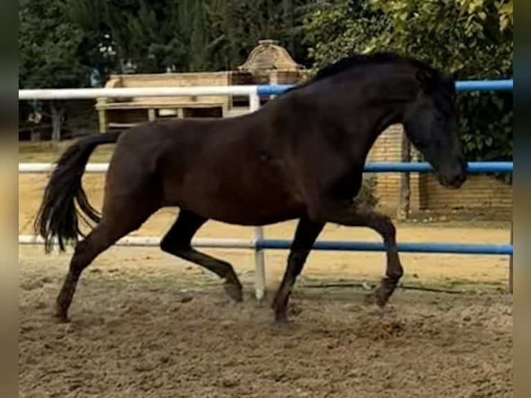 PRE Mix Giumenta 7 Anni 163 cm Morello in Fuentes De Andalucia