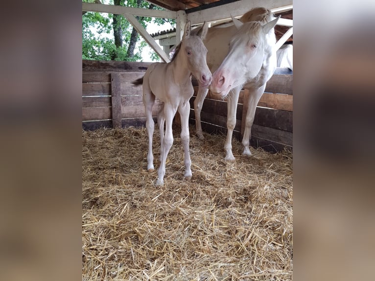 PRE Giumenta 7 Anni 164 cm Cremello in Montagnac-sur-Lède