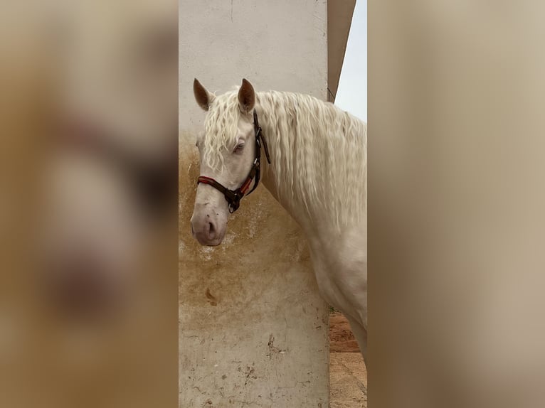 PRE Giumenta 7 Anni 164 cm Cremello in Montagnac-sur-Lède