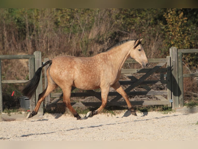 PRE Giumenta 7 Anni 164 cm Pelle di daino in Larajasse