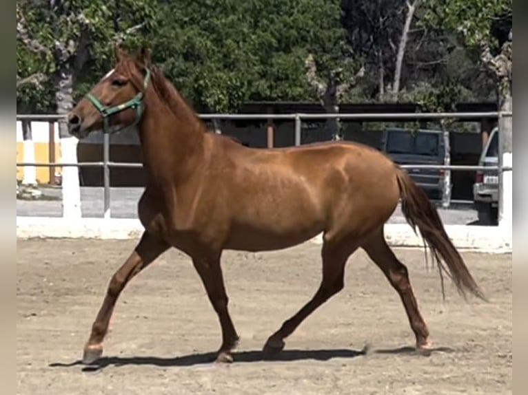 PRE Giumenta 7 Anni 164 cm Sauro in Barcelona