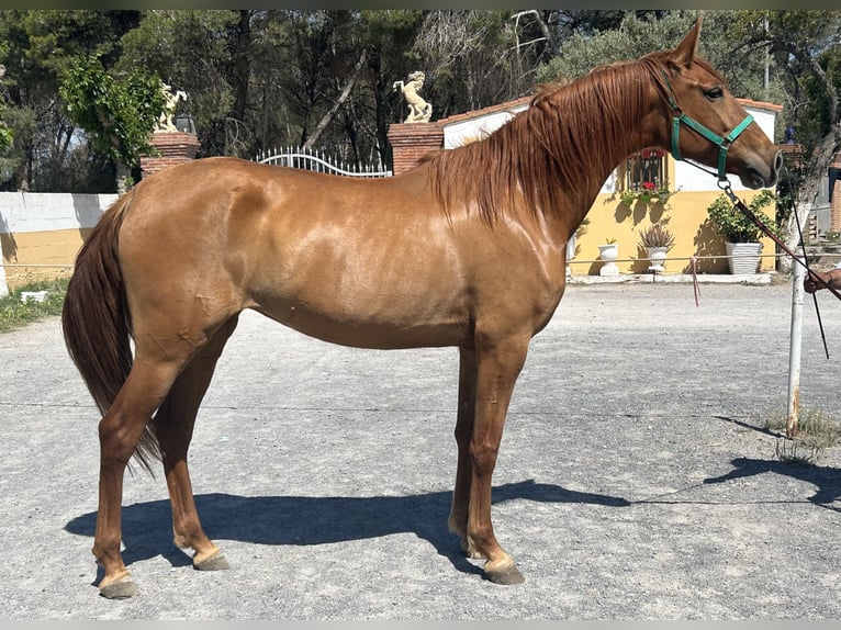 PRE Giumenta 7 Anni 164 cm Sauro in Barcelona