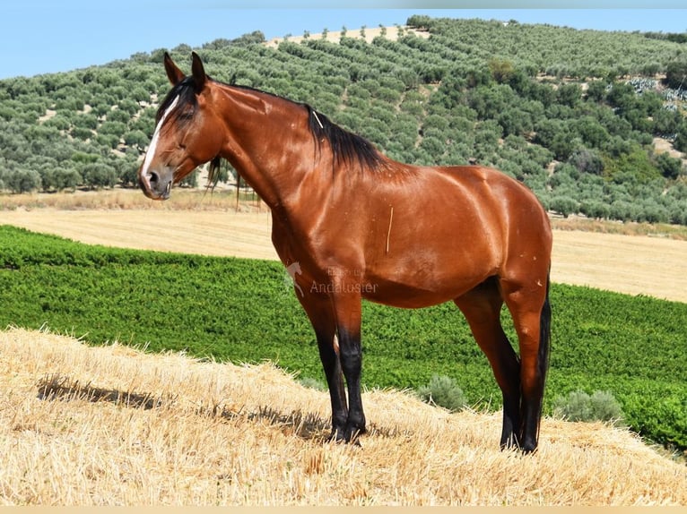PRE Giumenta 7 Anni 167 cm Baio in Provinz Cordoba