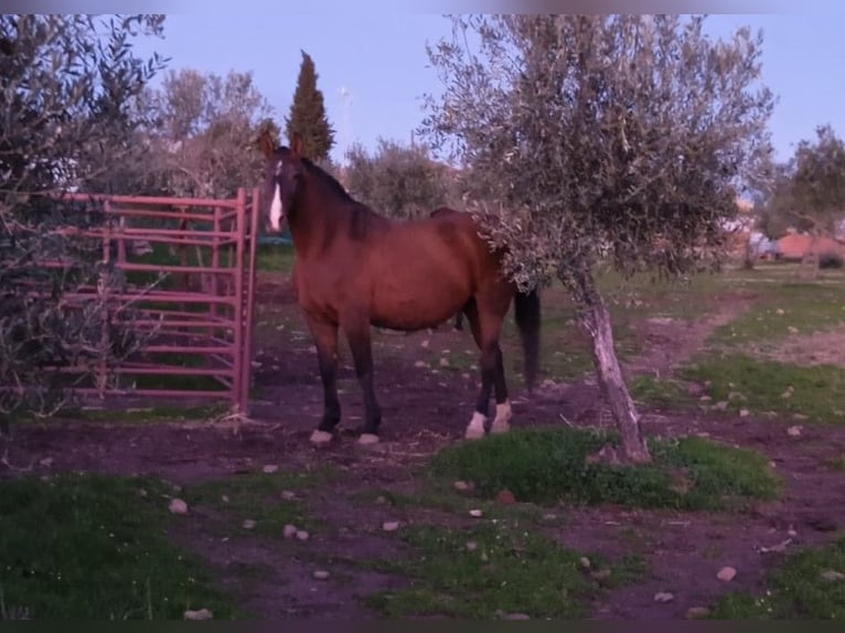 PRE Giumenta 7 Anni 167 cm Baio scuro in Peñarroya-Pueblonuevo