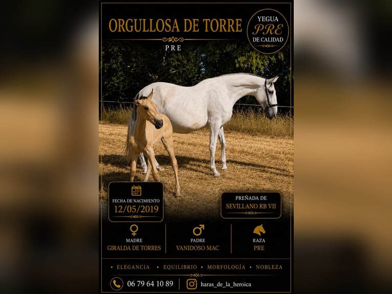 PRE Mix Giumenta 7 Anni 167 cm Grigio trotinato in Maisonnais
