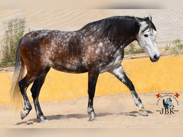 PRE Mix Giumenta 7 Anni 168 cm Grigio in Tabernas Almería