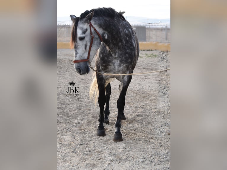 PRE Mix Giumenta 7 Anni 168 cm Grigio pezzato in Tabernas Almeria