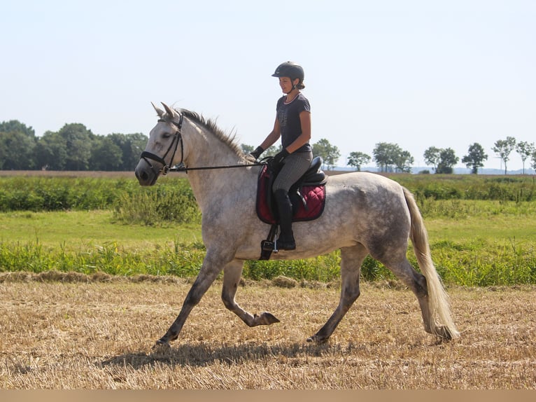 PRE Giumenta 7 Anni 170 cm Grigio in Wremen