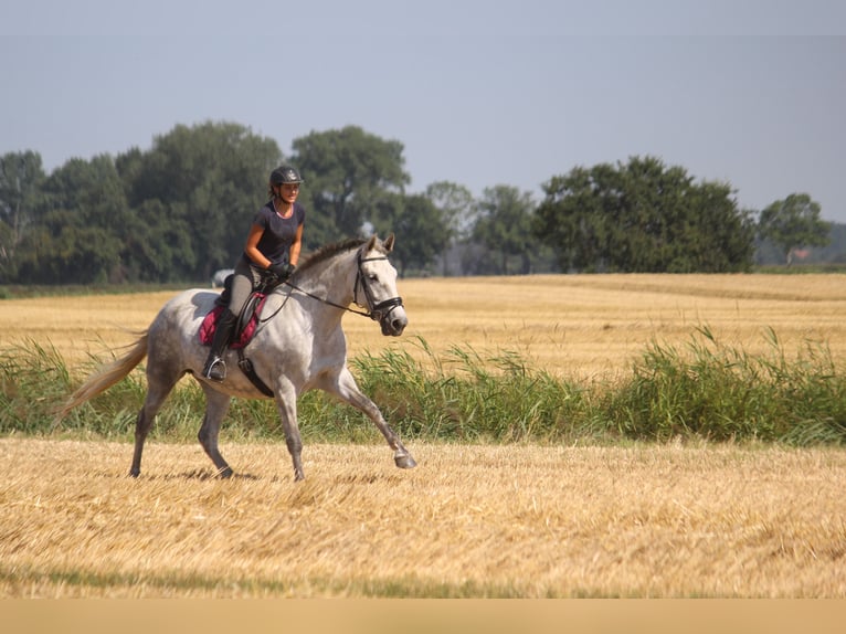 PRE Giumenta 7 Anni 170 cm Grigio in Wremen