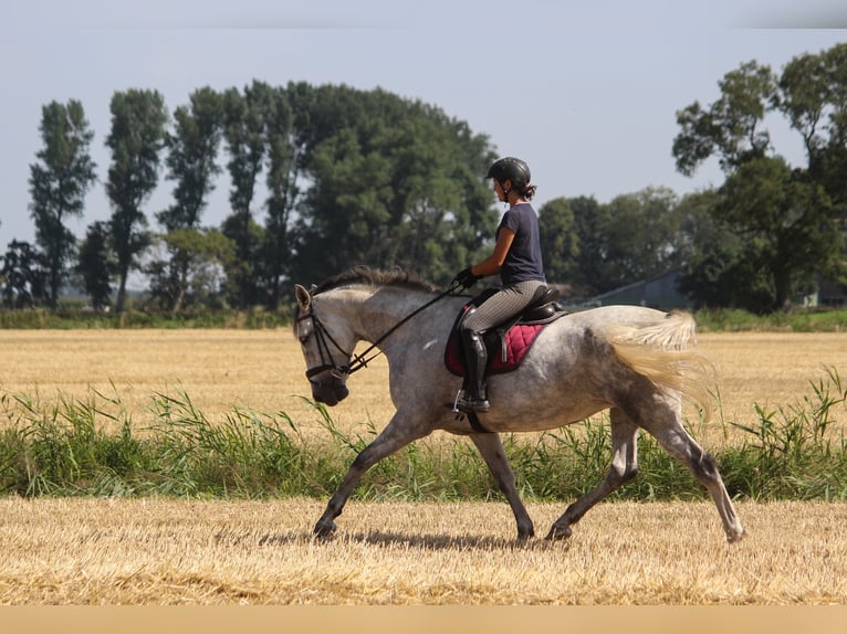 PRE Giumenta 7 Anni 170 cm Grigio in Wremen