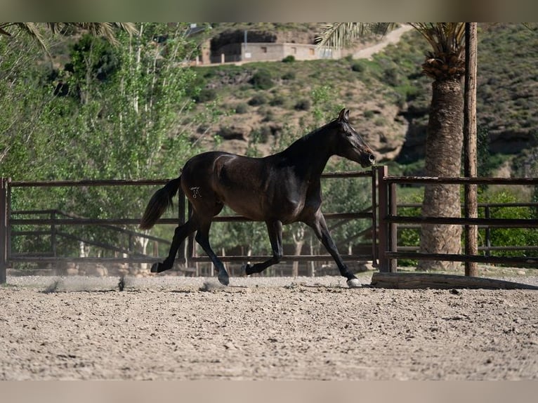 PRE Giumenta 7 Anni Baio in Santa Fe De Mondujar