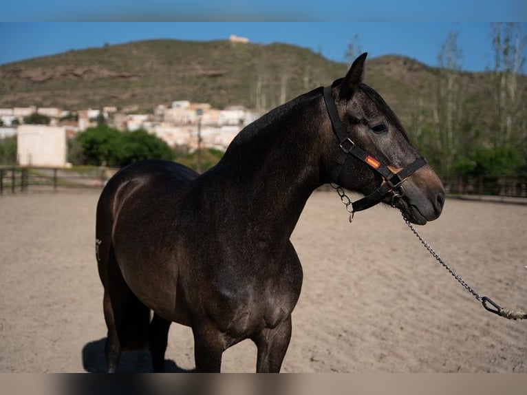 PRE Giumenta 7 Anni Baio in Santa Fe De Mondujar