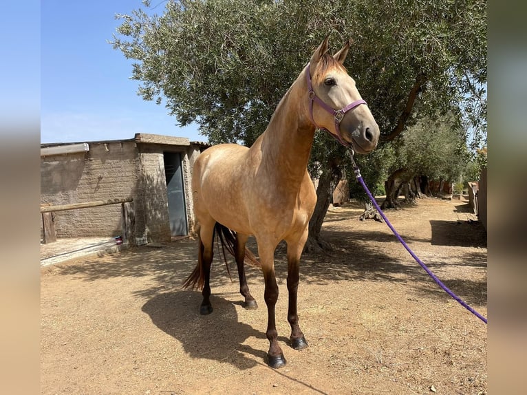 PRE Giumenta 7 Anni Falbo in Vilaplana