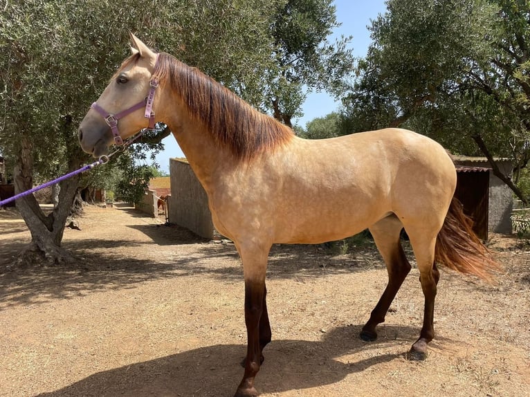 PRE Giumenta 7 Anni Falbo in Vilaplana