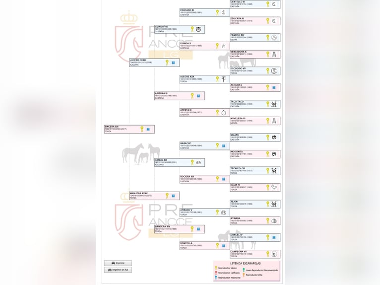 PRE Giumenta 7 Anni Grigio in Fuendetodos