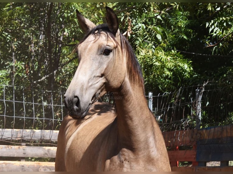 PRE Giumenta 8 Anni 156 cm Falbo in Provinz Malaga