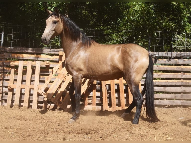 PRE Giumenta 8 Anni 156 cm Falbo in Provinz Malaga